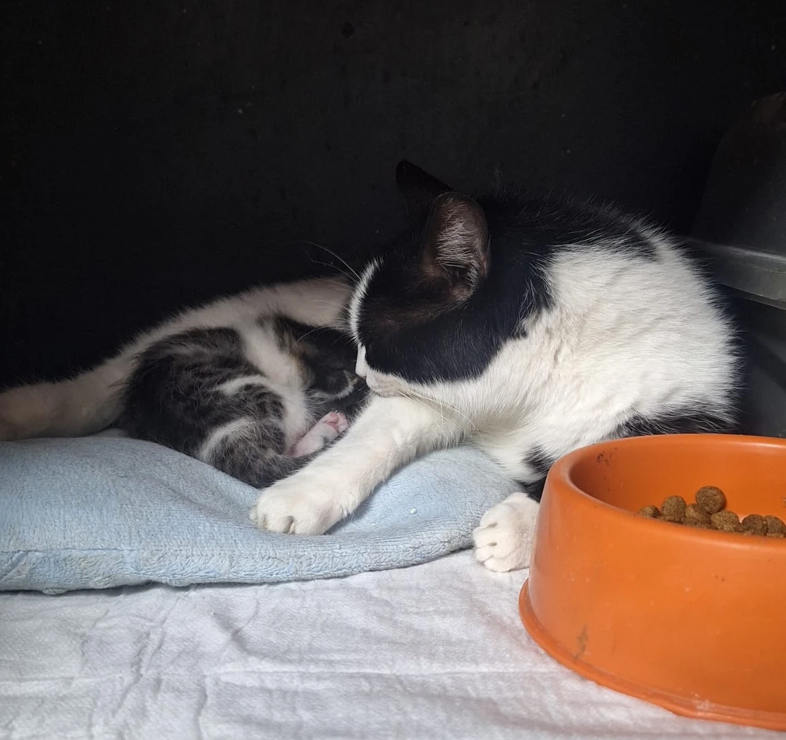 Konya Gece Acil Veteriner